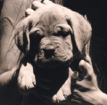 Pepper