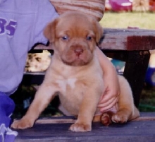 Pepper