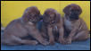 puppies