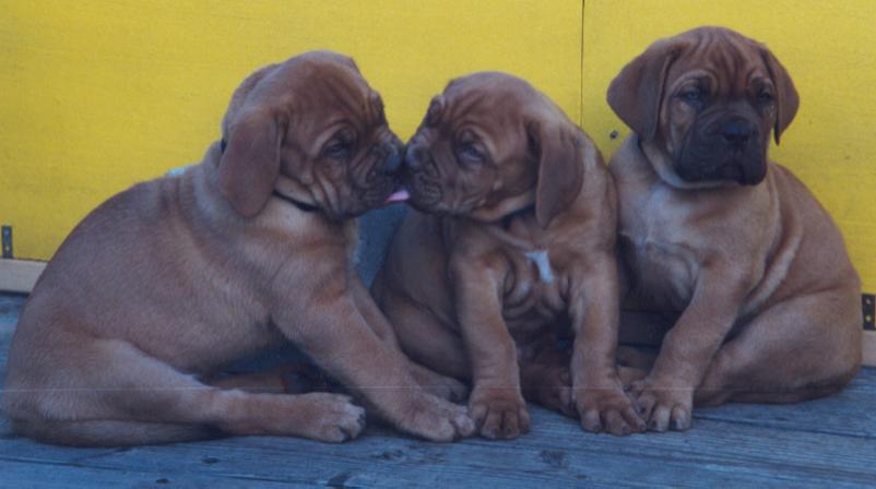 puppies