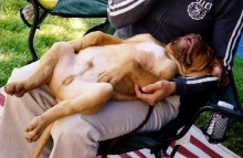 Ryder at rest