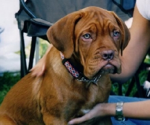Tucker