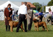 Rana regional