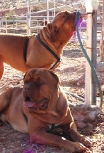 Justice & Cheyenne