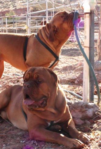 Justice & Cheyenne