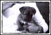 Maizie