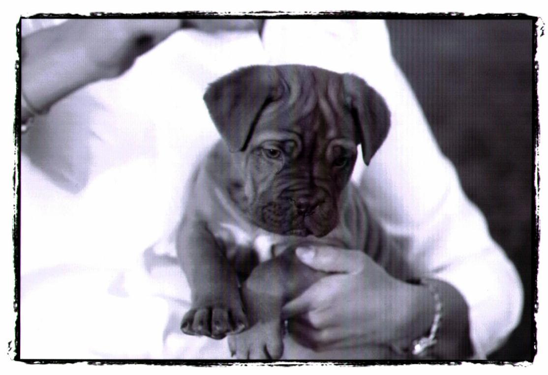 Maizie