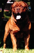 Beefy