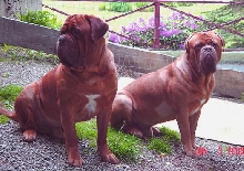 Oggy & Roq