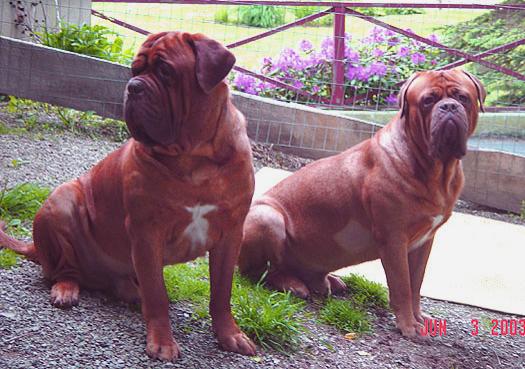 Oggy & Roq