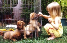 Raven & puppies