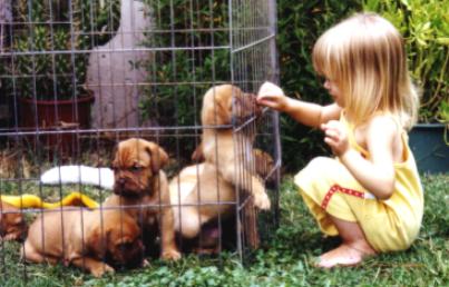 Raven & puppies