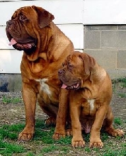 Roq & Oggy