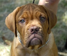Ryder