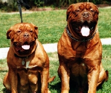 Beefy & Paisley