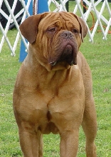 Bison