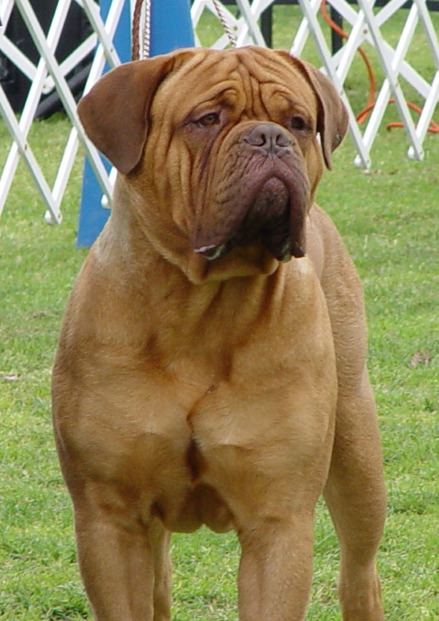 Bison