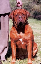 Brawny