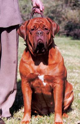Brawny