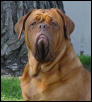 Brawny