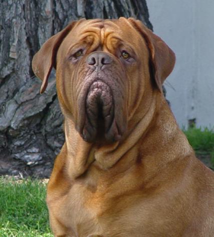Brawny