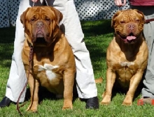 Braxx & Amber