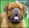 Braxx