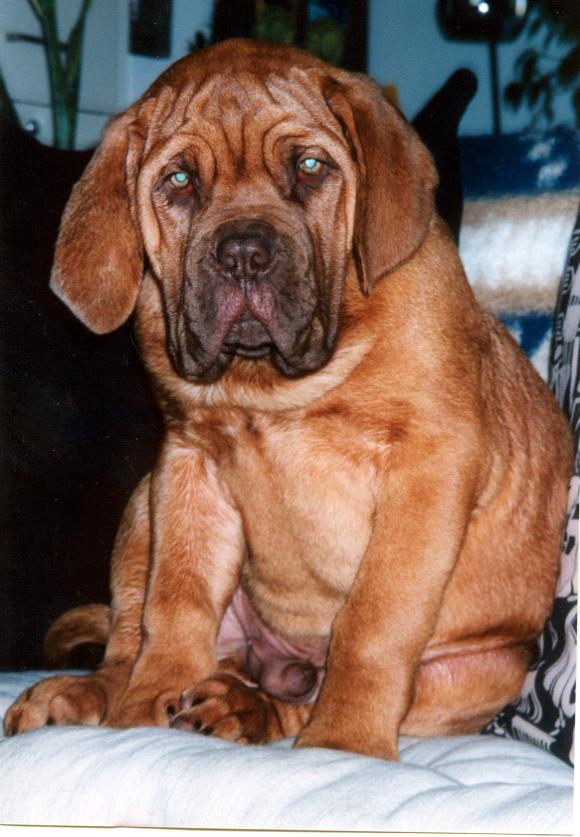 Hannibal puppy