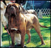 Butkus