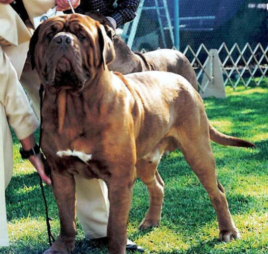 Butkus
