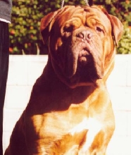 Butkus