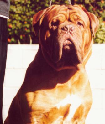 Butkus