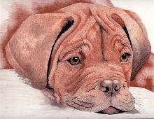 puppy drawing