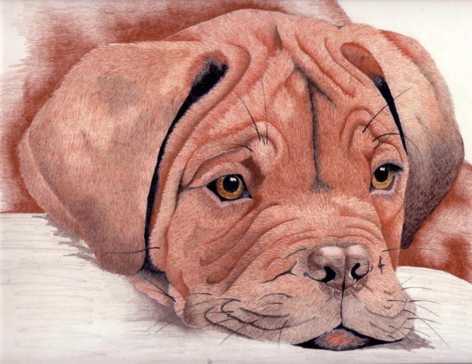 puppy drawing