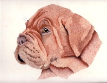 DDB Puppy drawing