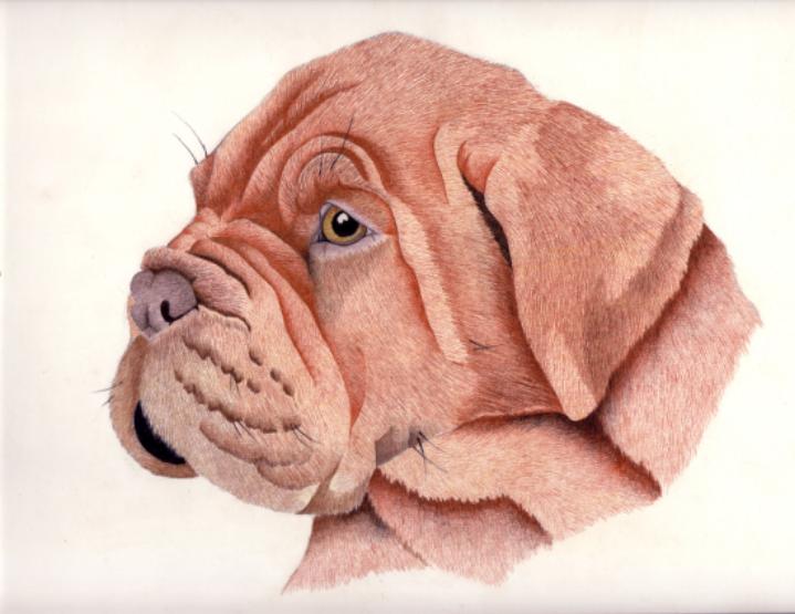 DDB Puppy drawing