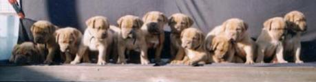 The Dirty Dozen