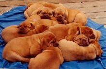 Sleeping Puppies
