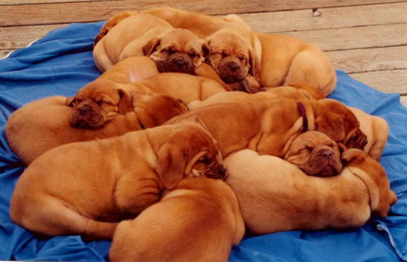 Sleeping Puppies