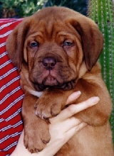 Geordan