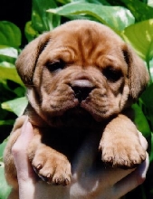 Gimlee