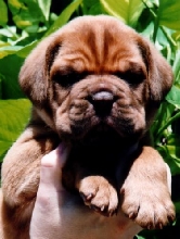 Grover