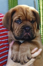 Grover