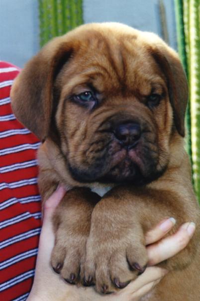 Grover
