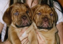 Grover & Galen