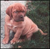 Baby Poppy