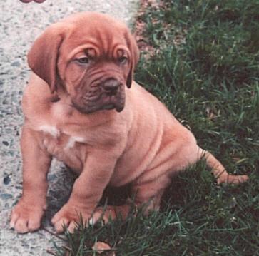 Baby Poppy