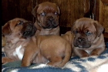 third litter