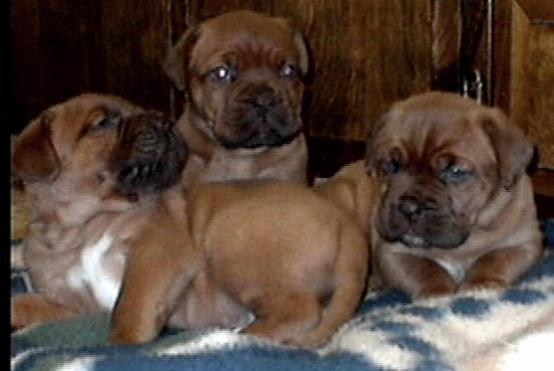 third litter