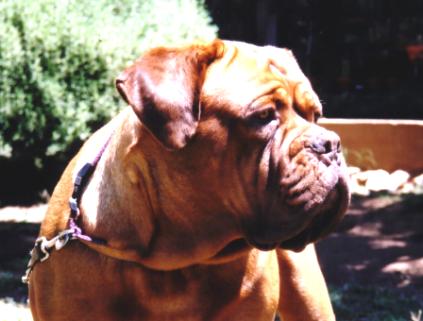 Rana